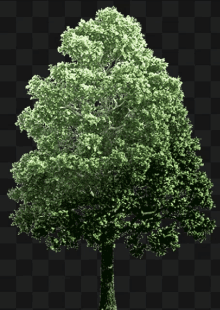 a tree with lots of green leaves is on a checkered background