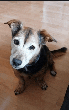 a brown and black dog is sitting on a wooden floor and looking at the camera