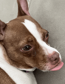 a close up of a brown and white dog with its tongue out