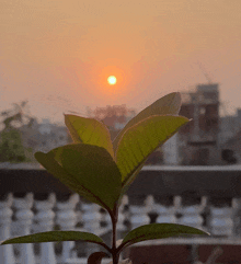 the sun is setting behind a green plant