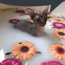 a hairless cat is laying in a bathtub with flowers