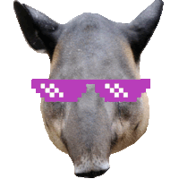 a close up of a pig wearing purple glasses