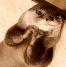 a close up of an otter laying on its back looking at the camera .