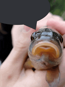 a person is holding a fish with a speech bubble behind it