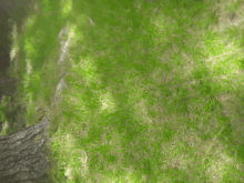 a blurred image of a grassy field with a rock in the background