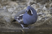 a blue and white quail with a long beak is standing on a rock .