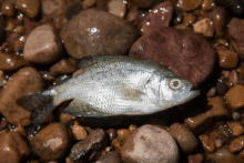 a fish is laying on a pile of rocks with a large rock in the background