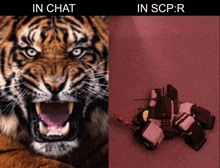 a picture of a tiger next to a picture of a robot with the words in chat and in scp:r below it