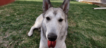 a dog with a red tongue sticking out laying in the grass