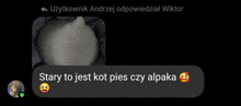 a screenshot of a chat with a picture of a cat and the words stary to jest kot pies czy alpaka