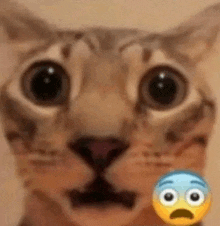 a close up of a cat 's face with a surprised emoji on its face .