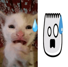 a picture of a cat with a tear coming out of its eye next to a picture of a mouse with a surprised face