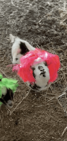 a black and white goat wearing a pink wig is laying in the dirt .