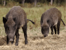 two wild boars are grazing in a field and one is eating grass