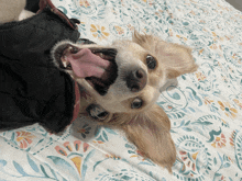 a dog wearing a black jacket is laying on its back with its mouth open