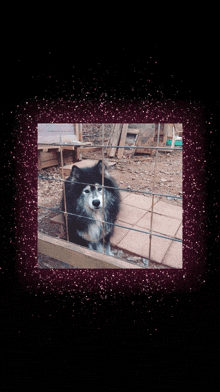 a black and white dog behind a fence in a picture frame