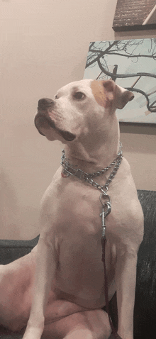 a white dog with a chain around its neck is sitting on a chair