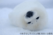 a baby seal is laying down in the snow .