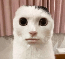 a white cat with a black spot on its head is looking at the camera with a surprised look on its face .