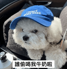 a white dog wearing a blue hat that says " i don t work here "