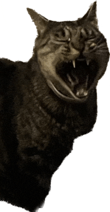 a cat with its mouth wide open looks like it is yawning