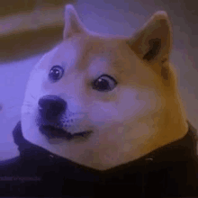 a doge wearing a black hoodie is looking at the camera with a surprised look on its face .