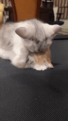 two cats are laying on a black couch and cleaning each other .