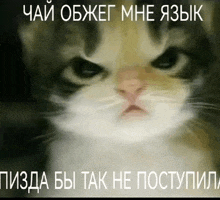 a cat with a very angry look on its face and a caption in russian