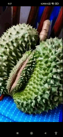 a close up of a durian on a blue cloth