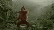 a couple of orangutans are dancing in the rain in the jungle