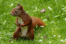 a squirrel standing on its hind legs in the grass looking at the camera