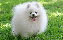 a white pomeranian dog is sitting in the grass with its tongue hanging out .