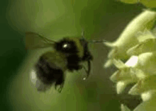 a close up of a bee flying next to a flower .