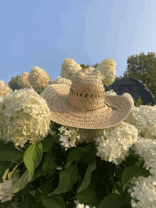 a straw hat sitting on top of a bush of white flowers