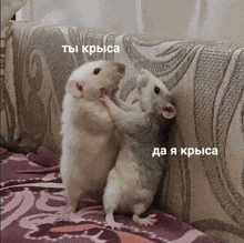 a couple of mice standing next to each other on a couch with russian writing