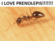 a black ant is crawling on a piece of wood with the words `` i love prenolepsis '' written below it .