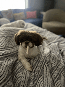 a small brown and white dog is laying on a blanket with a stick in its mouth