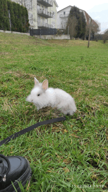 a small white rabbit is on a leash in a field