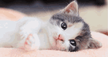 a kitten with blue eyes is laying on its back on a pink blanket