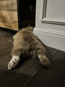 a cat laying on its back on the floor