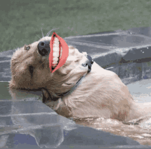 a dog with a red lip and white teeth is swimming in a pool