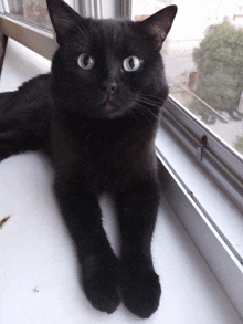 a black cat is laying on a window sill looking at the camera