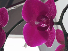 a close up of a purple orchid with a white center