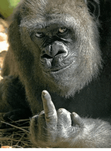 a gorilla giving the middle finger while laying down