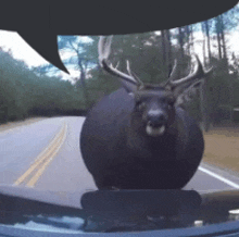 a deer is standing on the hood of a car on a road