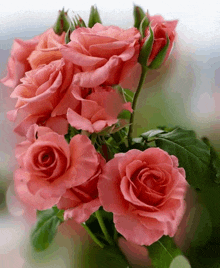 a close up of a bunch of pink roses with green leaves