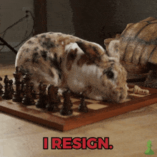 a rabbit is laying on top of a chess board with the words i resign above it