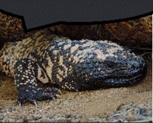 a lizard is laying in the dirt with a black background