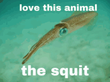 a picture of an squid with the words love this animal the squit below it