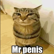 a cat is sitting next to a wall with the words `` mr penis '' on it .